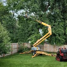 How Our Tree Care Process Works  in  Freeland, PA