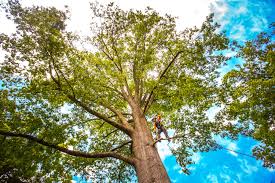 Trusted Freeland, PA  Tree Services Experts