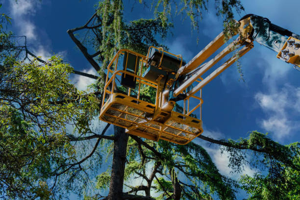 Best Palm Tree Trimming  in Freeland, PA