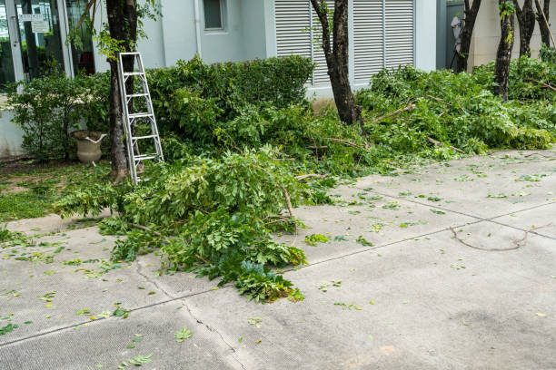 Best Storm Damage Tree Cleanup  in Freeland, PA