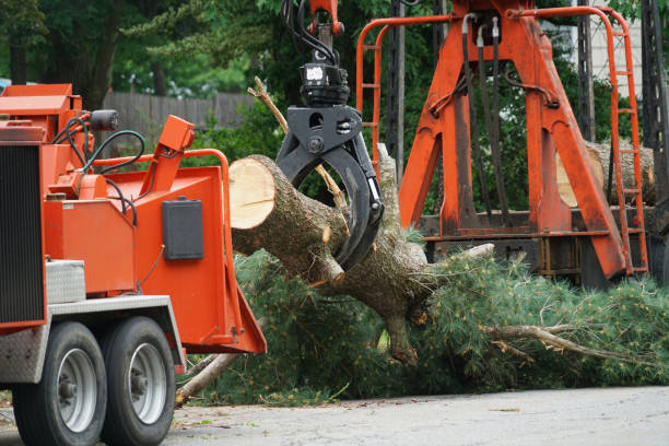 Best Stump Grinding and Removal  in Freeland, PA