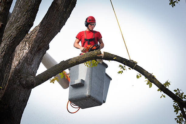 Best Tree Mulching  in Freeland, PA